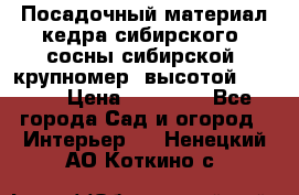 Посадочный материал кедра сибирского (сосны сибирской) крупномер, высотой 3-3.5  › Цена ­ 19 800 - Все города Сад и огород » Интерьер   . Ненецкий АО,Коткино с.